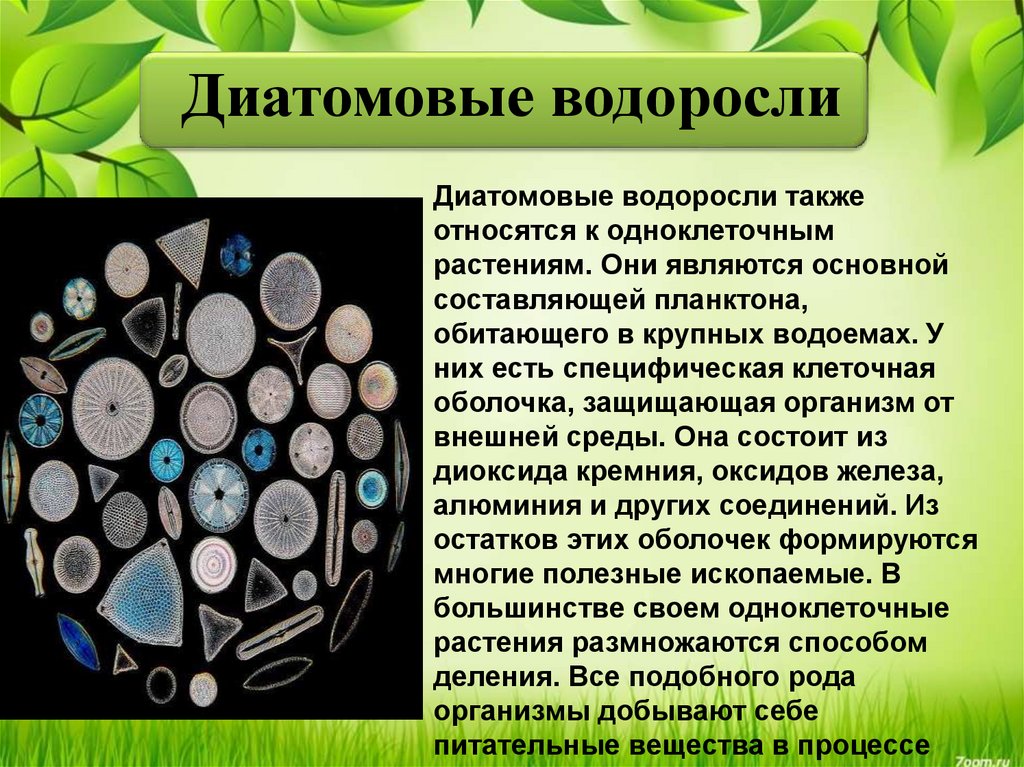 Одноклеточные водоросли одноклеточные грибы. Диатомовые водоросли 5 класс биология. Одноклеточные диатомовые водоросли. Отдел диатомовые водоросли общая характеристика. Диатомовые водоросли характеристика.