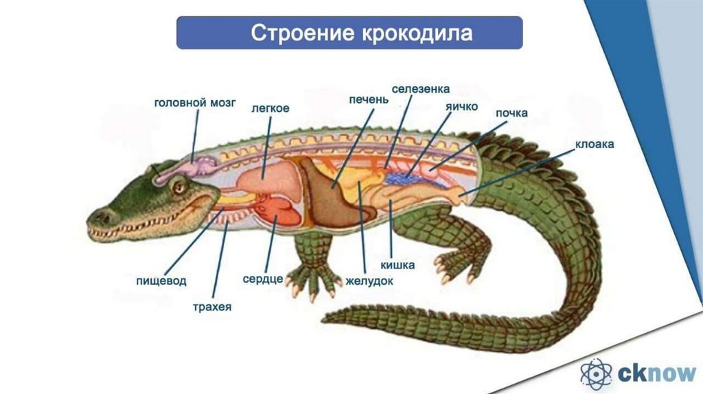 Внутреннее строение пресмыкающихся презентация