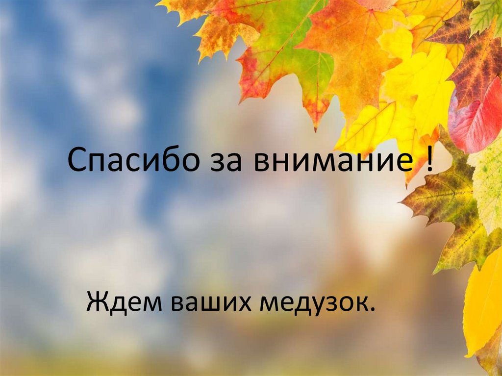 Спасибо за внимание !