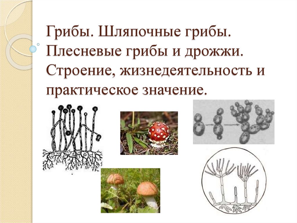 Плесневые грибы и шляпочные грибы примеры