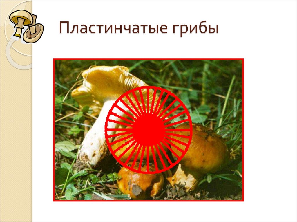 Сыроежка пластинчатый или трубчатый. Несъедобные пластинчатые грибы. Название пластинчатых грибов. Трубчатые и пластинчатые грибы. Грибы пластинчатые изображения.