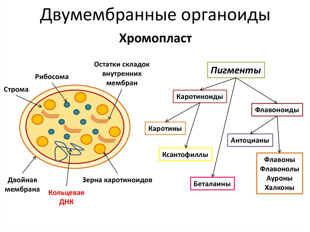 Органоид накапливающий продукты обмена веществ клетки. Хромопласты немембранные. Двумембранные органоиды хромопласты. Хромопласты строение. Хромопласты строение и функции.