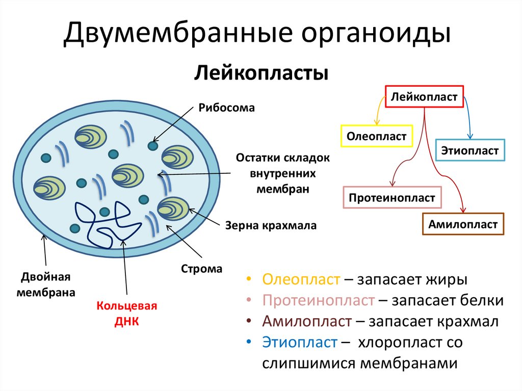Хлоропласт двумембранный