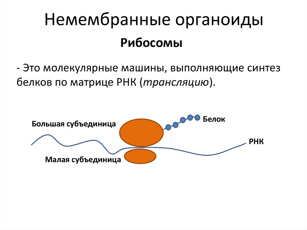 Немембранные органоиды клетки. Немембранные органоиды. Немембранные органоиды примеры. Немембранные рибосомы строение и функции. Презентация строение клетки немембранные органоиды.