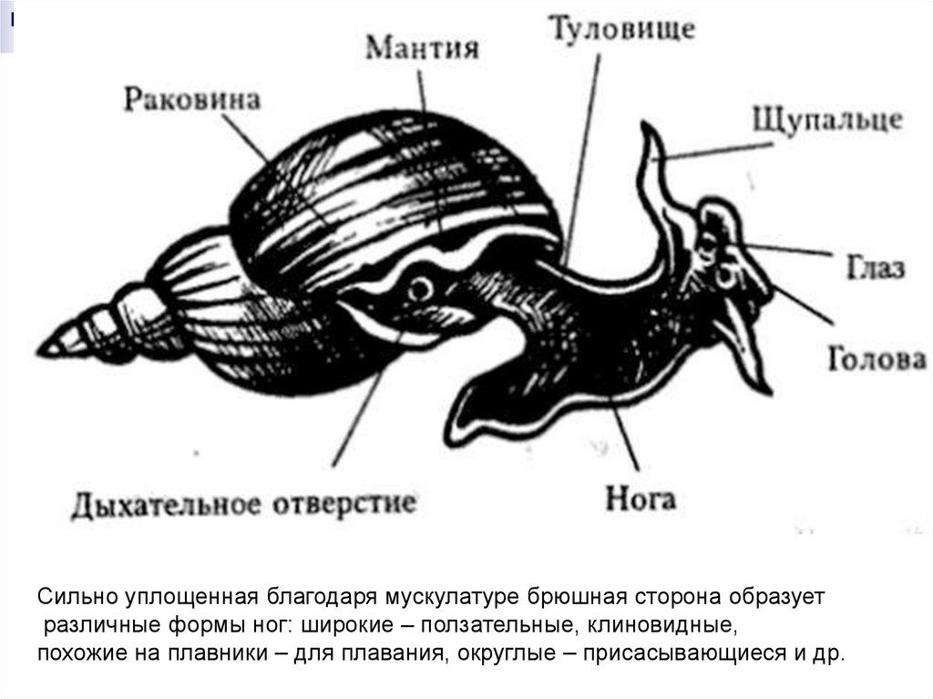 Туловище моллюсков. Части тела моллюсков прудовик. Внутреннее строение раковины брюхоногих моллюсков. Моллюск Виноградная улитка прудовик строение. Улитка прудовик большой строение.