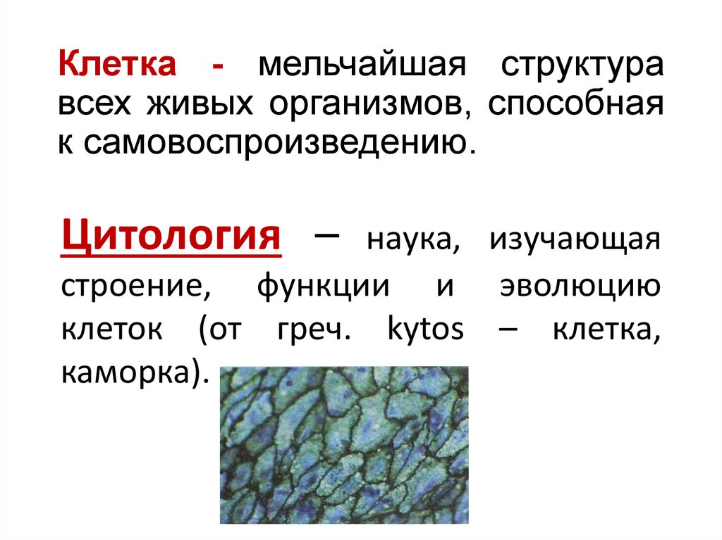 Объектом изучения цитологии служит уровень организации живого. Цитология это наука изучающая. Наука изучающая строение. Развитие клетки. Цитология наука о клетке клеточная теория.