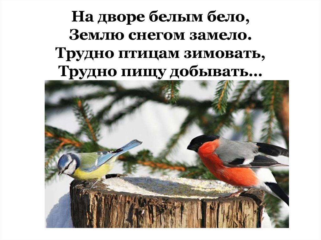 На дворе белым бело, Землю снегом замело. Трудно птицам зимовать, Трудно пищу добывать…