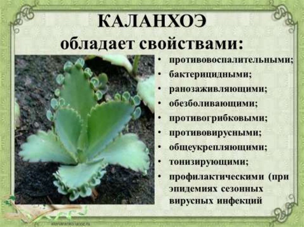 Опишите особенности растений каланхоэ. Каланхоэ лечебное растение. Каланхоэ лечебные свойства. Каланхоэ перистое. Каланхоэ лекарь.