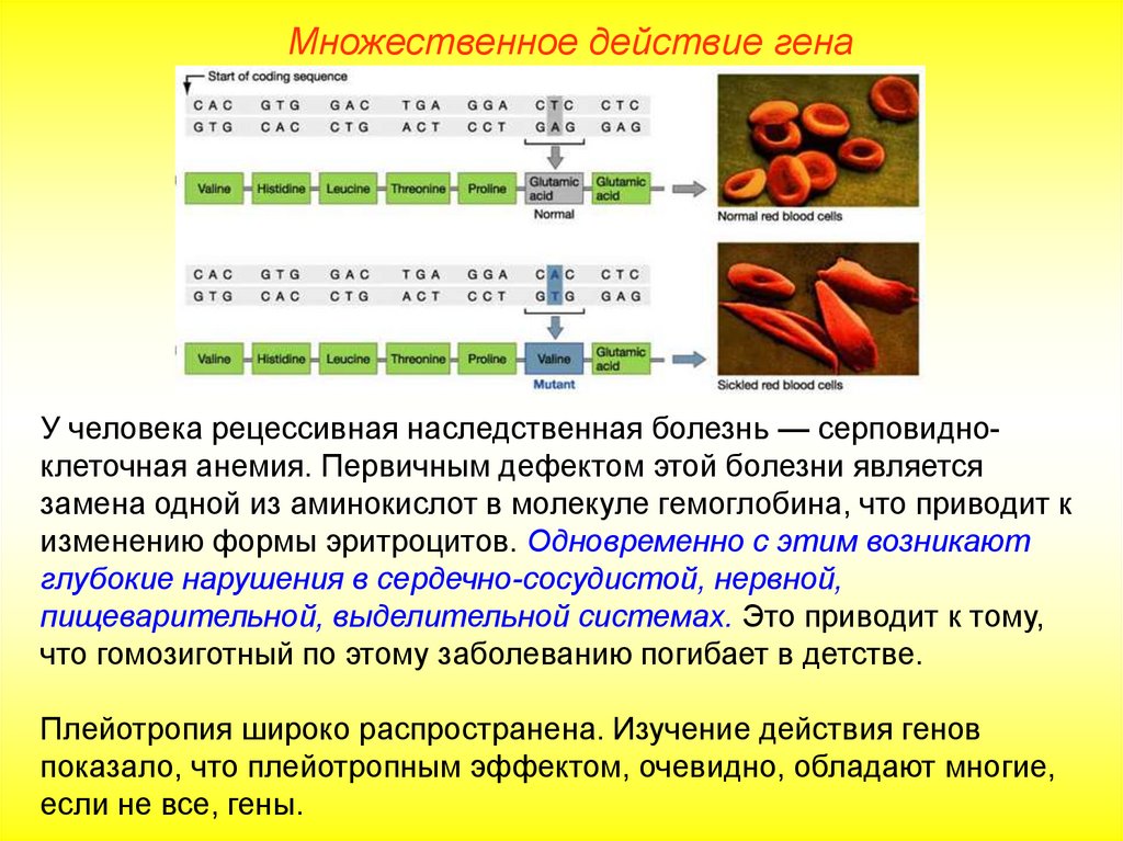 Серповидноклеточная анемия рецессивный. Плейотропия примеры у человека. Примеры плейотропного действия генов. Плейотропные гены примеры. Первичная плейотропия пример.