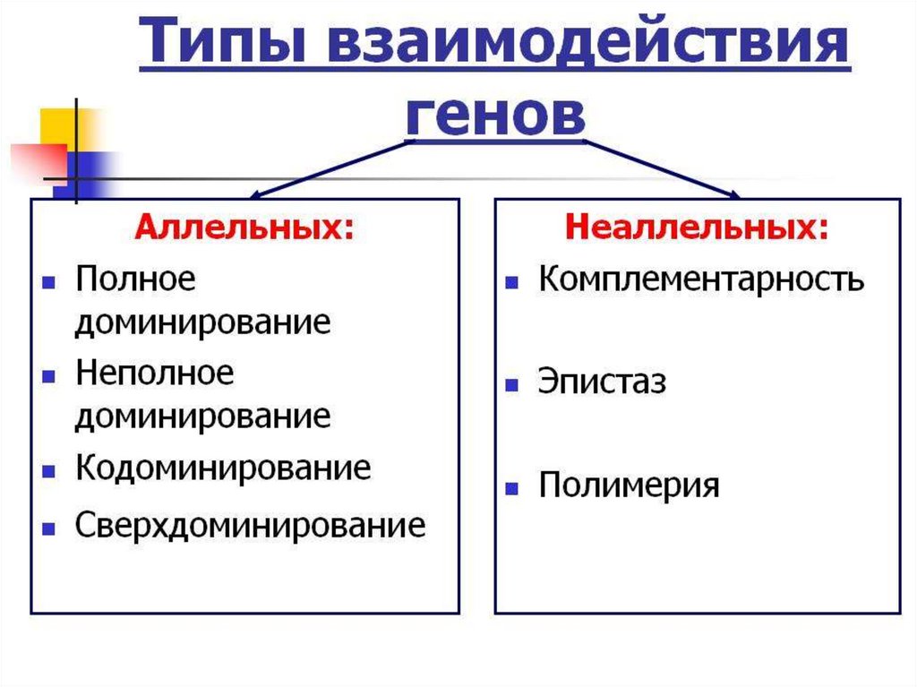 Взаимодействие генов схема