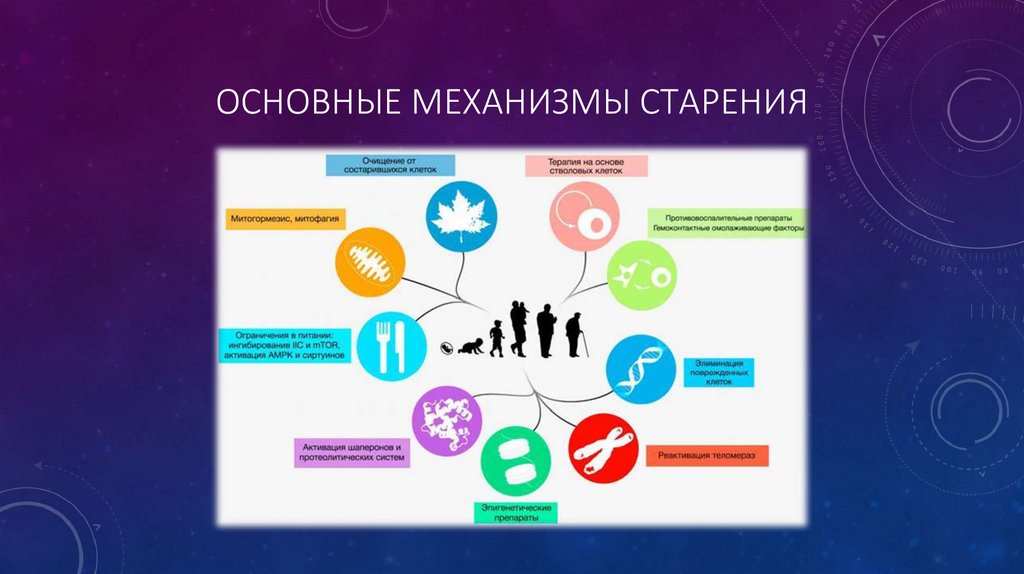 Основные механизмы старения