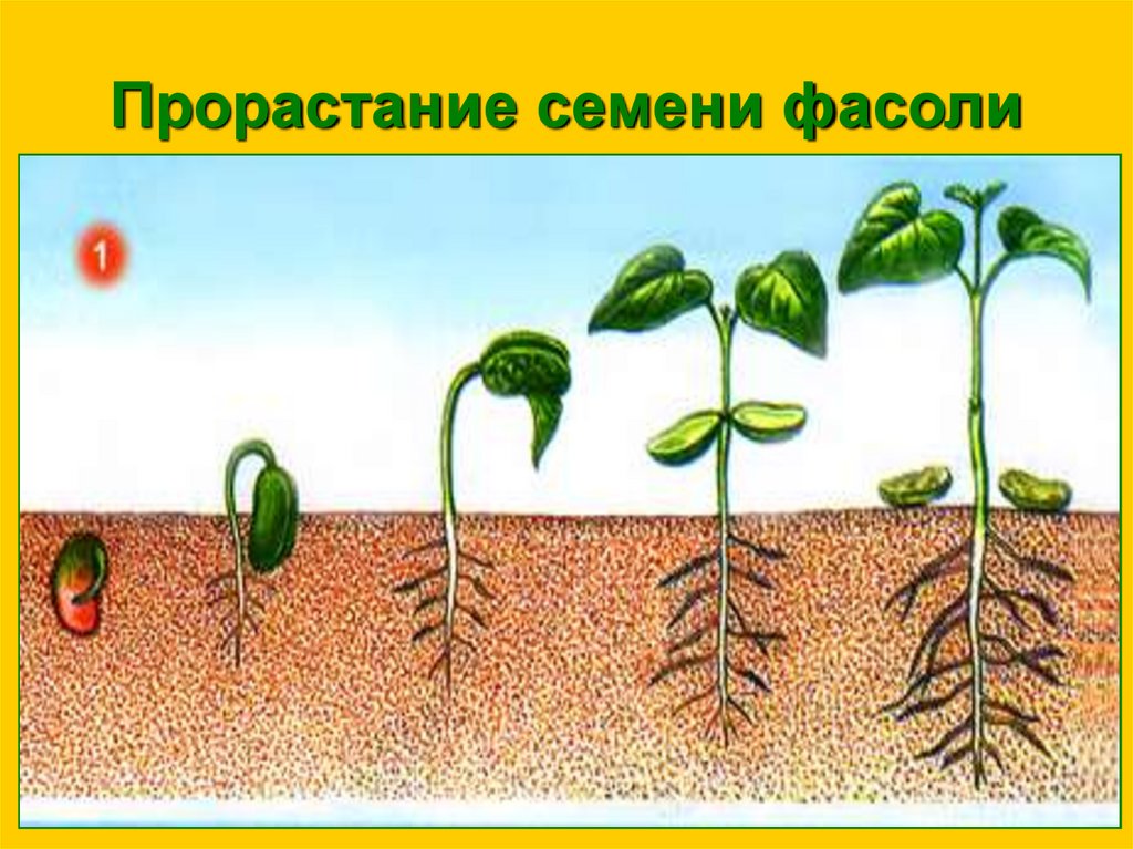 Определи последовательность развития растения из семени. Проросток семени фасоли. Проросток фасоли в разные периоды времени. Развитие растений для детей. Процесс роста фасоли.