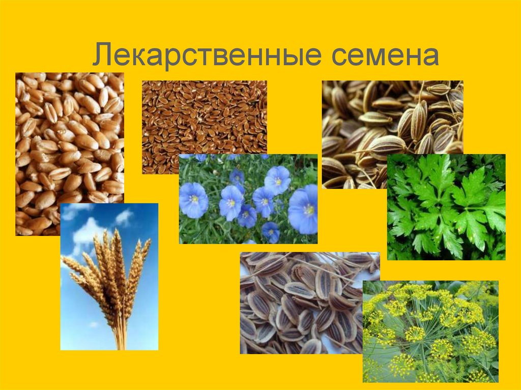Лекарственные семена. Семена презентация. Картинки к слайду для презентации семена. Семечки Эталон. Почему семена называют