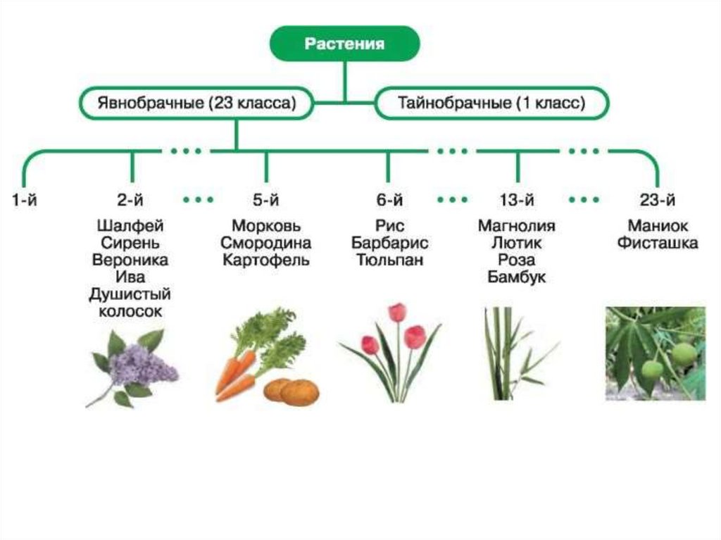 7 общих признаков растений. Система растений по Линнею.
