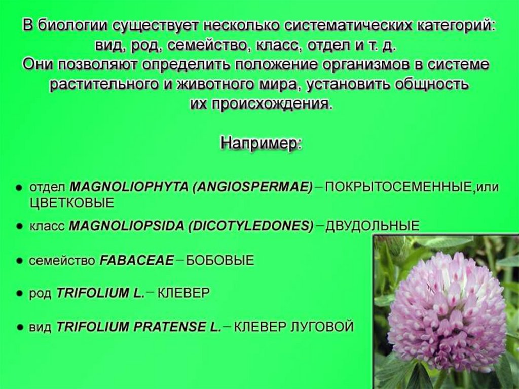 Определение понятию цветок. Понятие систематики растений. Биологический вид растения. Понятие о семействе в биологии. Определения по биологии.