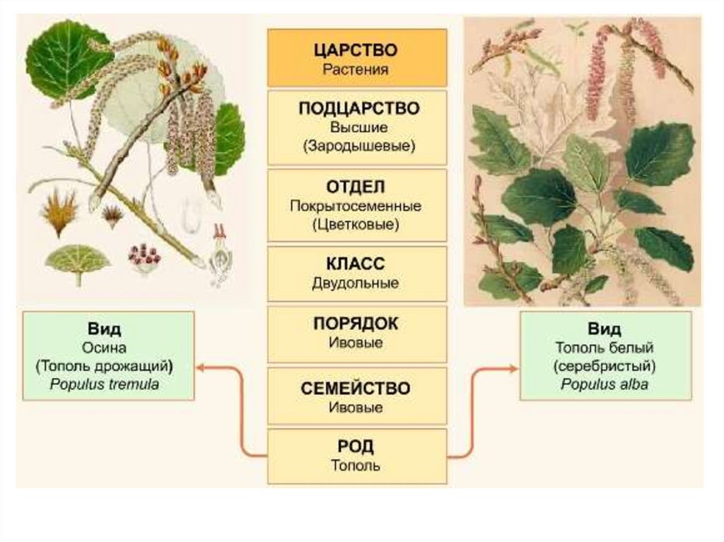 Вид растения рода