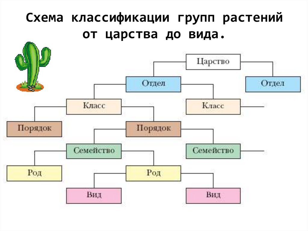 Какая схема используется при классификации растений вид род семейство порядок класс отдел