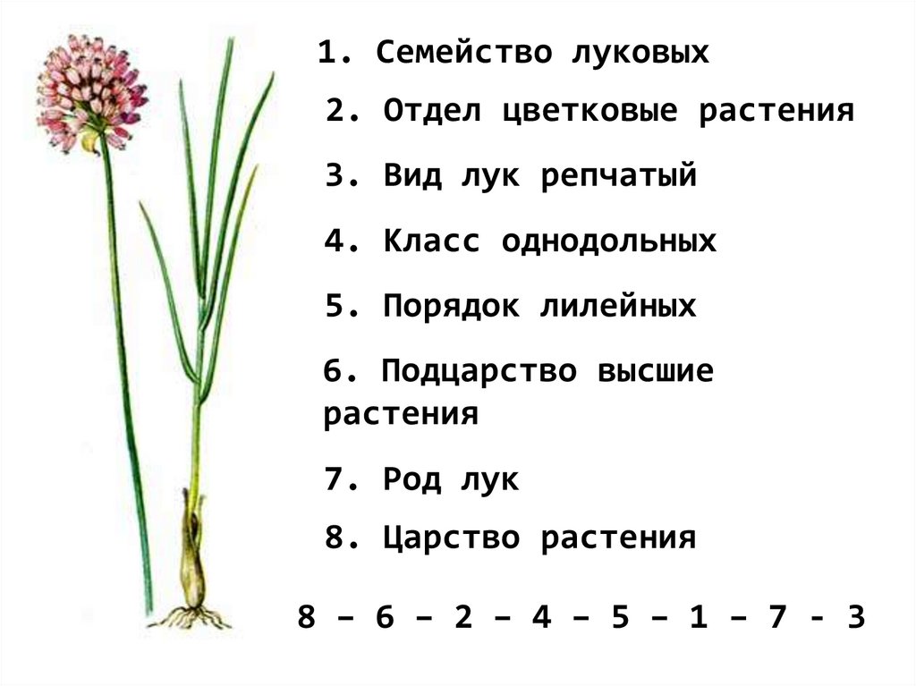 Презентация по систематике растений 6 класс