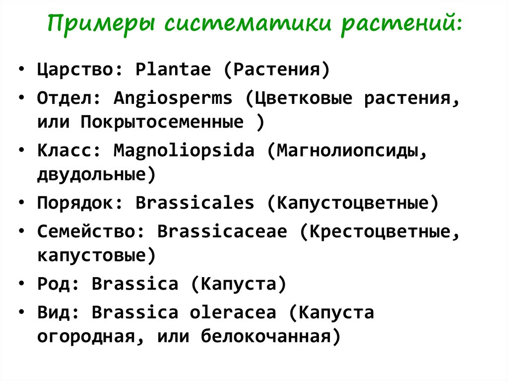 Проект систематика растений