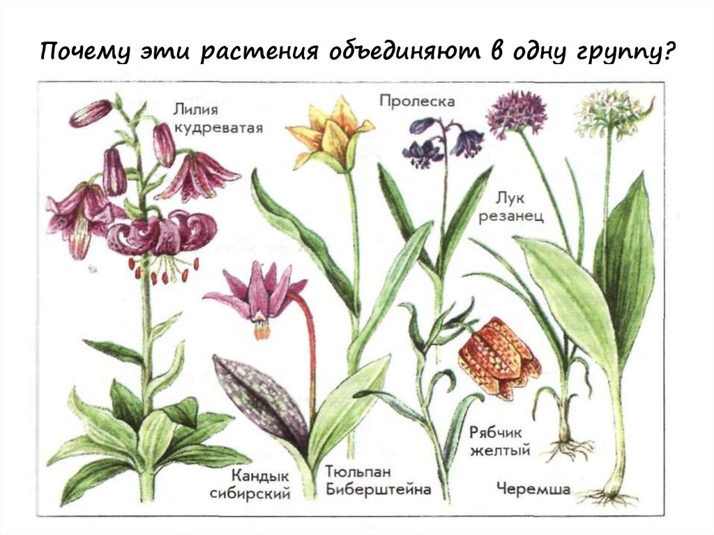 Близкие виды растений объединяют в. Растения семейства лилейных. Растения семейства Лилейные Лилия. Однодольные растения Лилейные. Покрытосеменные растения Лилейные.