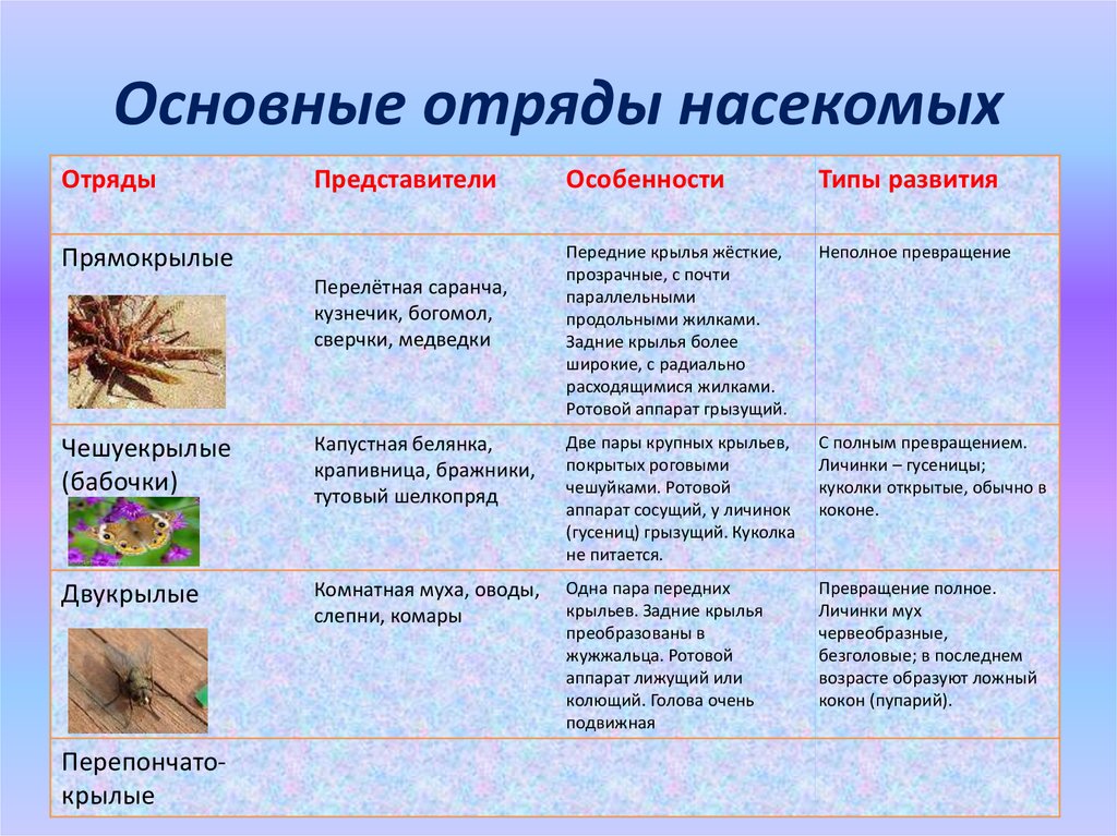 Рассмотрите рисунок охарактеризуйте тип развития