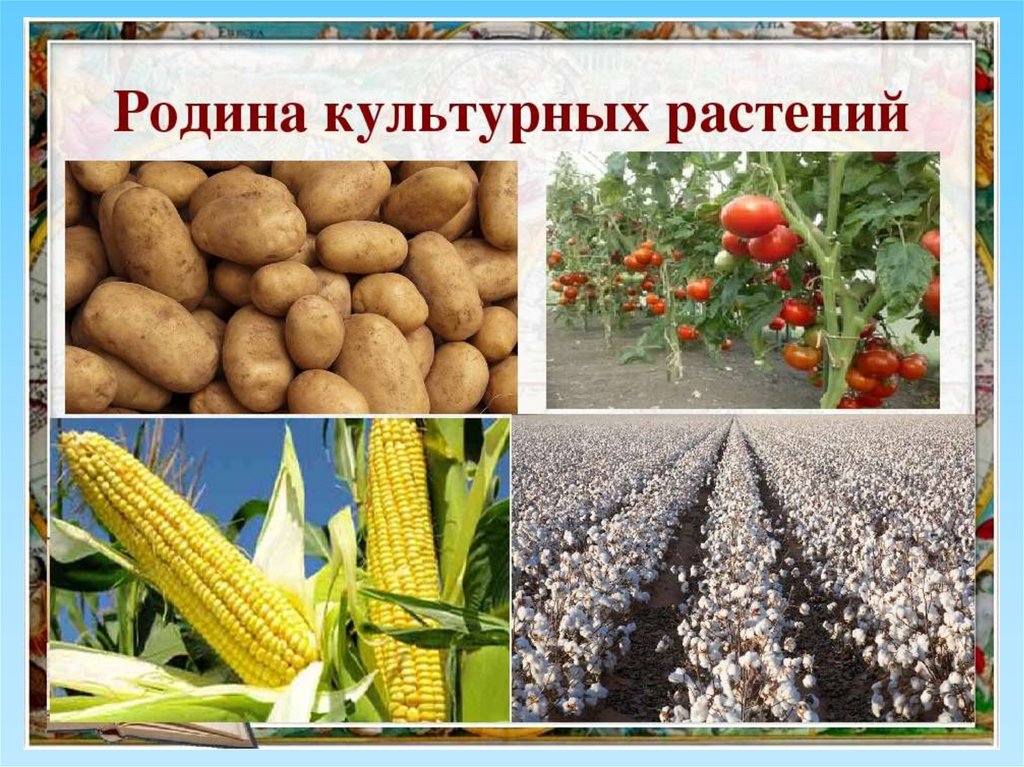 Приведи сорта культурных растений. Южная Америка Родина культурных растений. Культурные растения Юж Америки Родина. Культурные съедобные растения. Культурные растения Южной Америки.