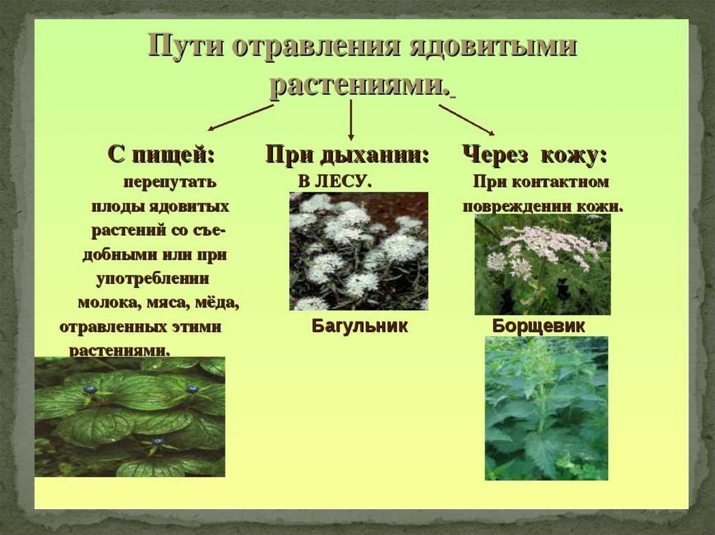 Проект растения и грибы таят опасность