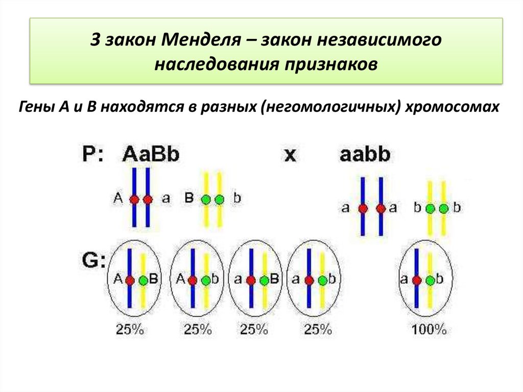 3 закона менделя 9 класс