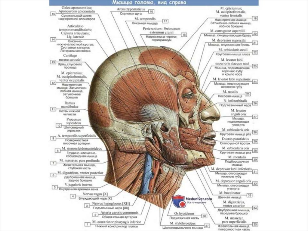 Мышцы головы и шеи презентация