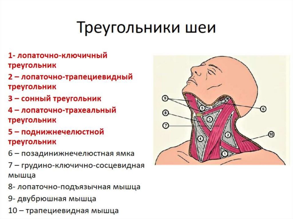 Сонный треугольник шеи ограничен