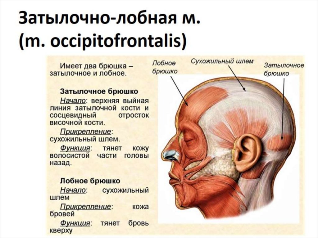 Мышцы головы и шеи презентация