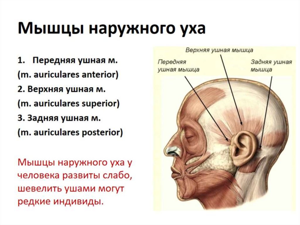 Какой цифрой на рисунке обозначены мимические мышцы