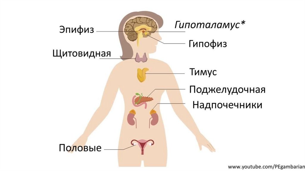 Рисунок эндокринной системы человека. Схема желез внутренней секреции. Строение эндокринной системы человека схема. Эндокринная система железы внутренней секреции схема. Схема расположения желез внутренней секреции в организме человека.