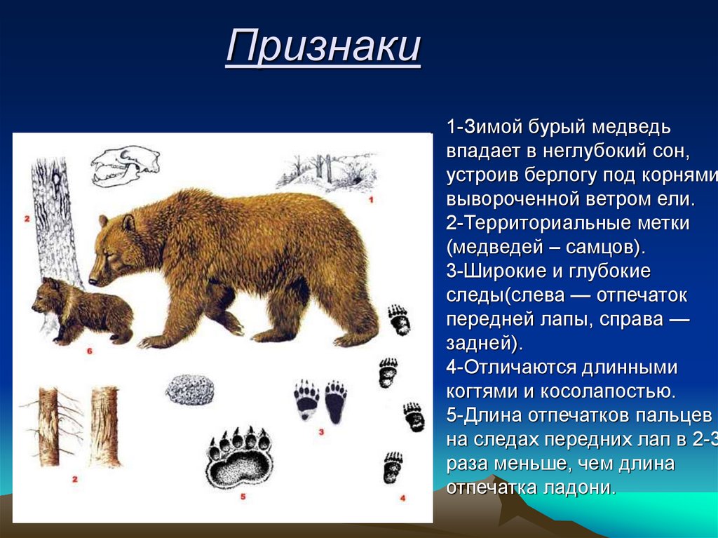 Какой тип развития для медведицы. Бурый медвпрезентация. Бурый медведь описание. Презентация на тему бурый медведь. Бурый медведь доклад.