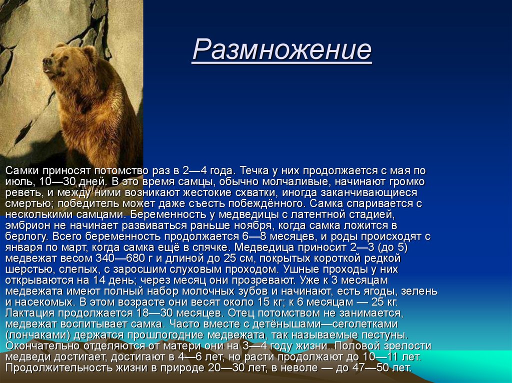 Рассказ про медведя. Краткое сообщение о медведе. Медведь для презентации. Реферат про медведя. Медведь его описание.