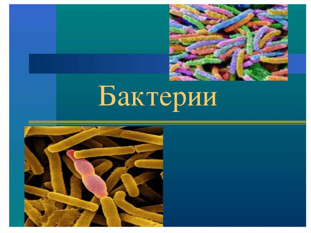 Короче бактерии. Презентация на тему бактерии. Проект по биологии на тему бактерии. Доклад о бактериях. Бактерии биология презентация.