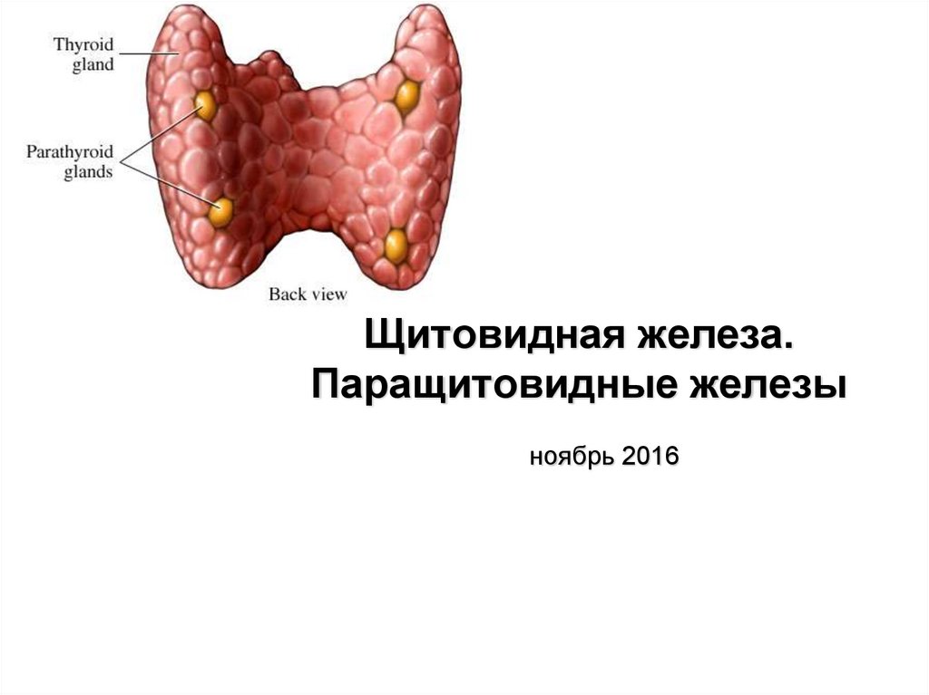 Гиперплазия щитовидной железы что это такое. Щитовидная железа и паращитовидная железа. Паращитовидная железа презентация. Щитовидная и паращитовидная железы анатомия. Гиперплазия паращитовидных желез.
