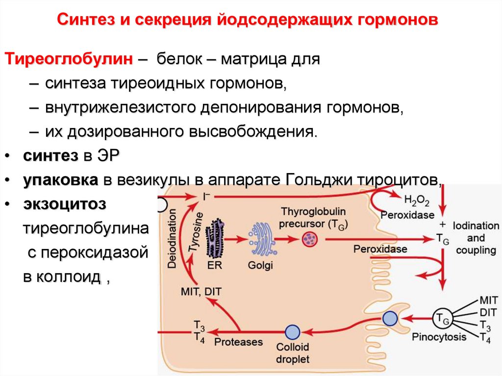 Схема синтеза тиреоидных гормонов