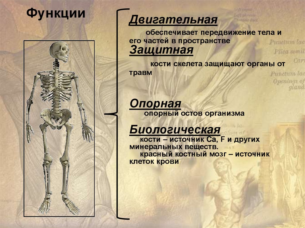 Основные функции кости. Функции опорно двигательной системы. Опорная функция скелета. Опорно двигательная функция скелета. Функции скелета опорная защитная.