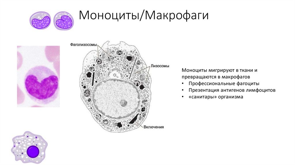 Макрофаги в тканях. Макрофаги гистология. Макрофаги: моноциты гистиоциты. Клетка Макрофаг строение. Моноциты и макрофаги строение.