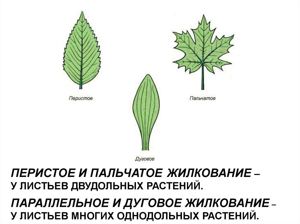 Сетчатое жилкование листьев имеют растения