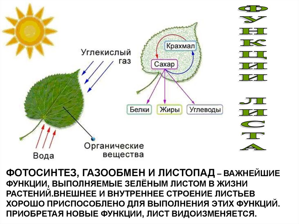 У животных есть фотосинтез. Функции листа схема. Схема фотосинтеза 5 класс. Газообмен дыхание и фотосинтез у растений. Дыхание и фотосинтез в листе схема.