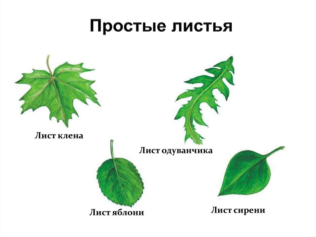 Простые листья могут быть. Клен простой или сложный лист. Форма листовой пластинки клена. Простые листья. Простые листья имеют.