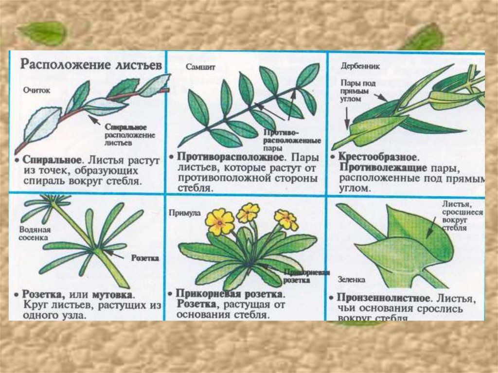 Местоположения растений. Расположение листьев. Типы расположения листьев. Липа расположение листьев. Расположение листьев у растений.