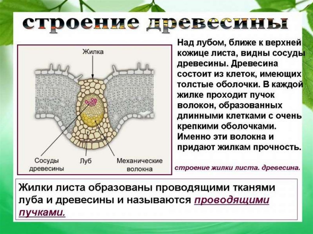 Внутреннее строение листа 6 класс презентация