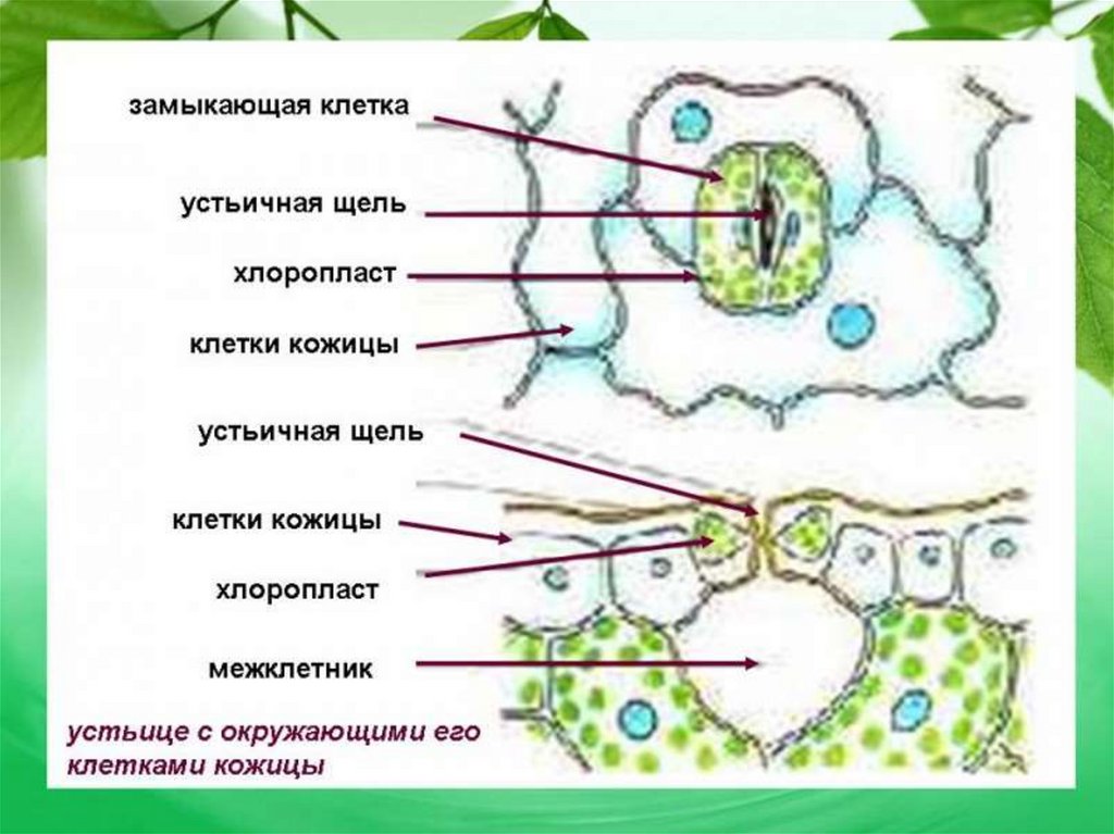 Рисунок внутреннее строение листа биология 6 класс