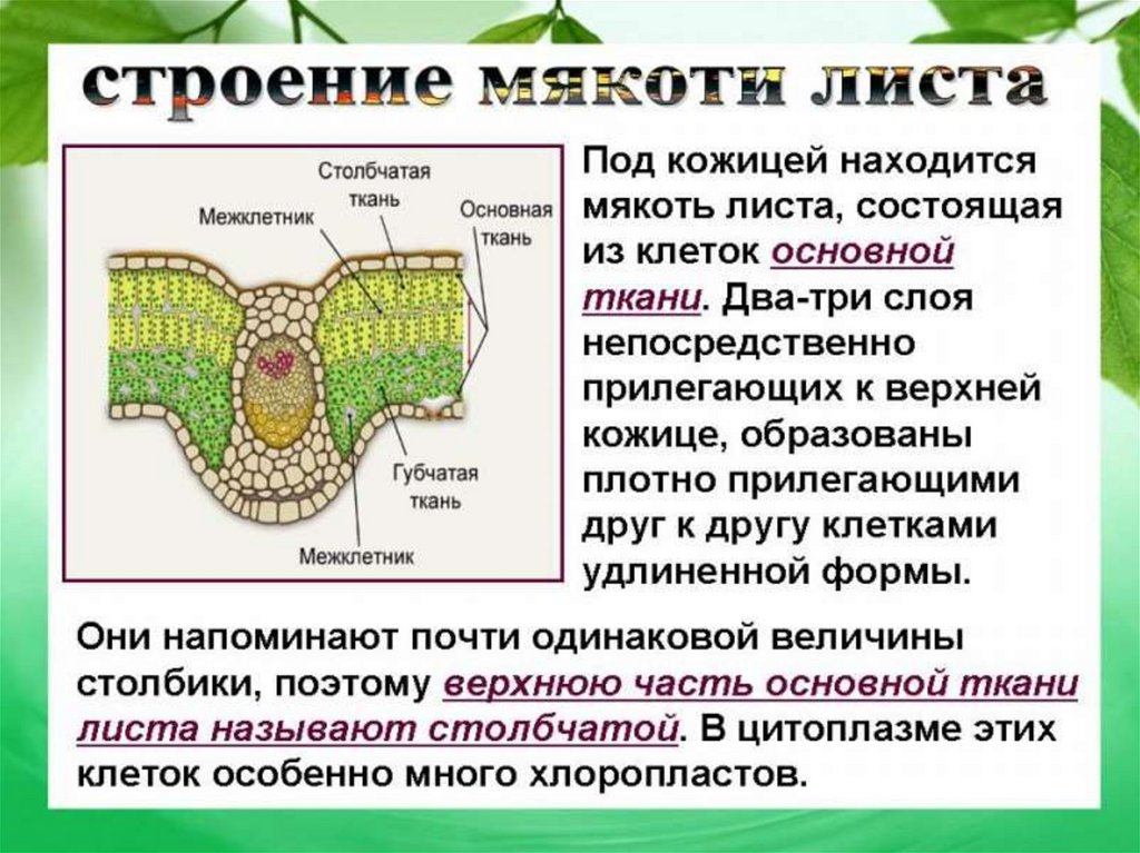 Внутреннее строение листа план конспект