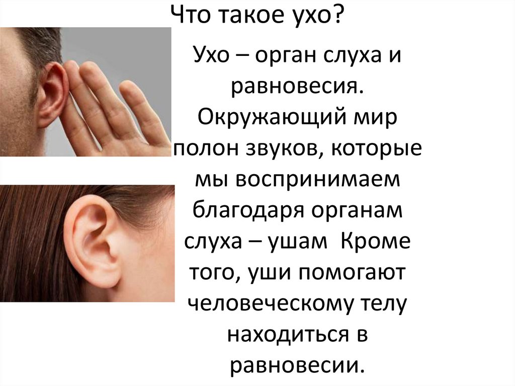 Ухо это. Орган равновесия это уши интересные факты. Влияют ли уши на равновесие человека. Синдром нарушения равновесия в ухе. 5 Фактов о органе ухо это равновесия.