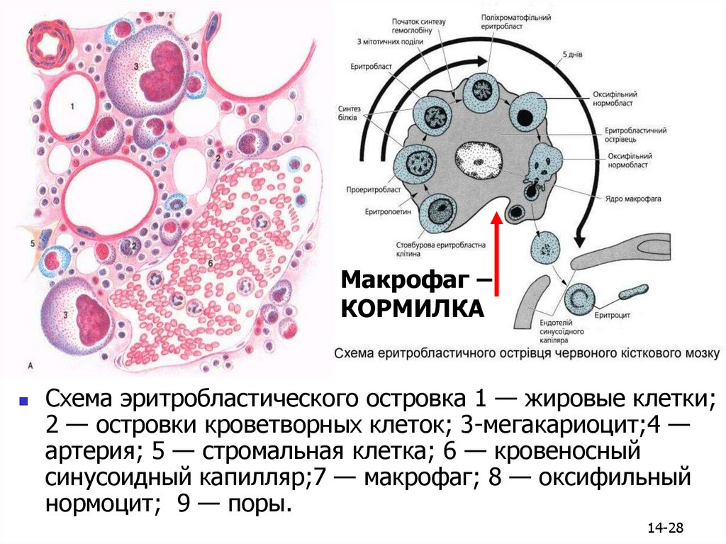 Макрофаги 1 3. Эритробластический островок гистология. Строение макрофага гистология. Эритробластический островок красного костного мозга. Клетки эритробластического островка.