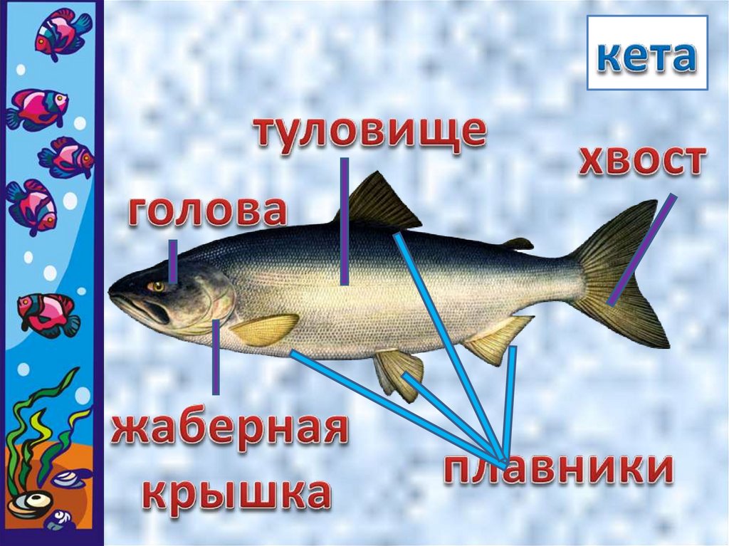 Презентация рыбы 1 класс окружающий мир школа россии